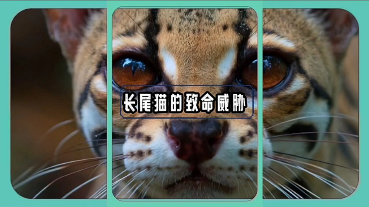 长尾猫:＂自然界的平衡,每种生物都有其生存之道.＂