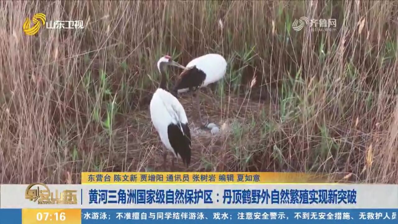 黄河三角洲国家级自然保护区:丹顶鹤野外自然繁殖实现新突破