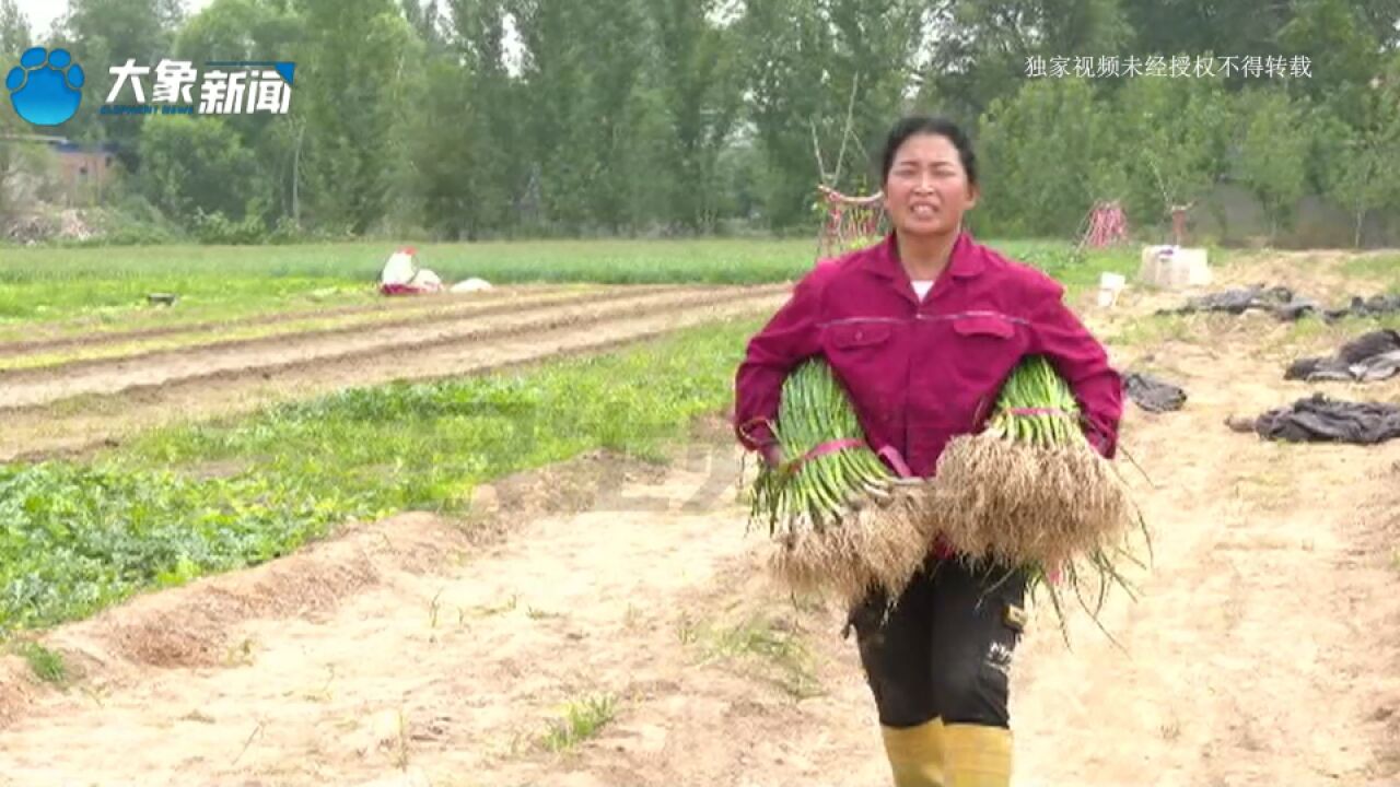 蒜苗错过收购期急坏蒜农,二十亩地等您来收购