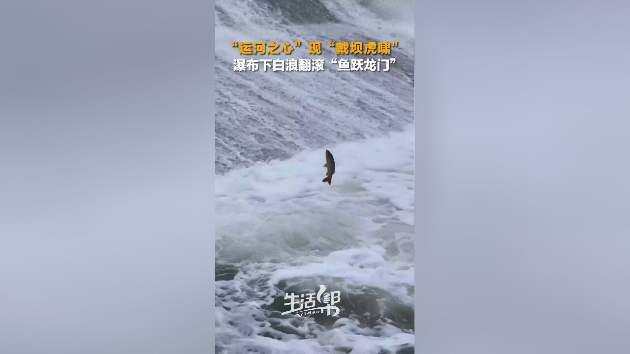 “运河之心”现“戴坝虎啸” 瀑布下白浪翻滚“鱼跃龙门”