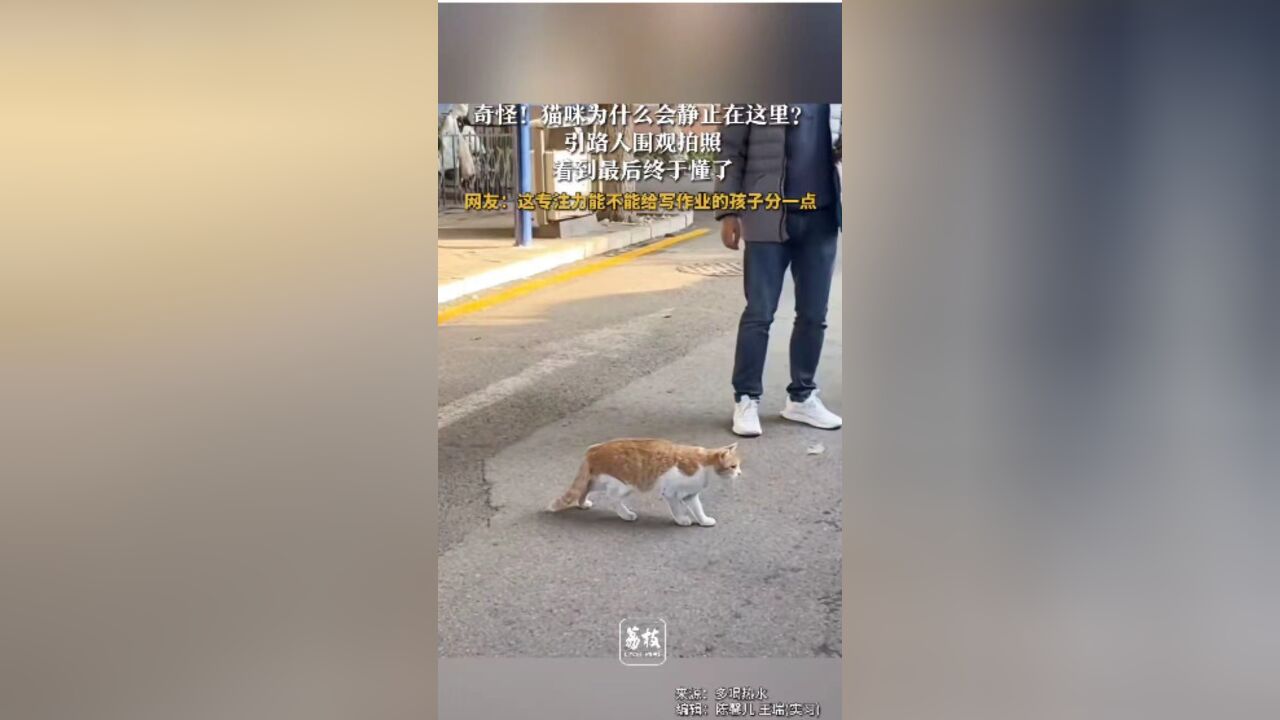 奇怪!猫咪为什么会静止在这里?引路人围观拍照看到最后终于懂了网友:这专注力能不能给写作业的孩子分一点