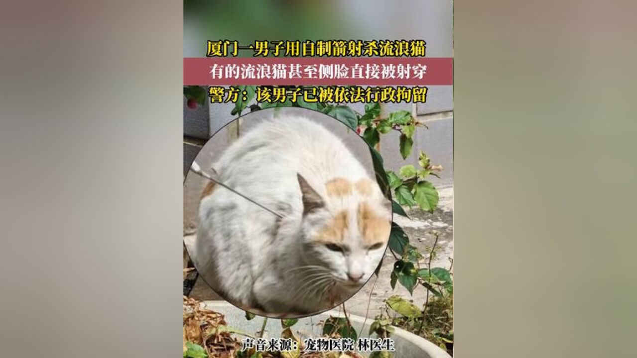 2月21日,福建厦门一男子用自制箭射杀流浪猫,当地警方:该男子已被依法行政拘留