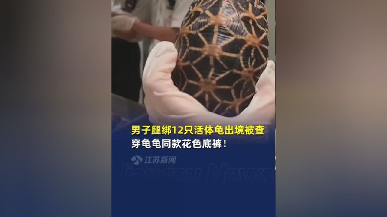 男子腿绑12只濒危活体龟出境被查