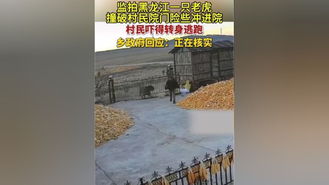 11月18日,监拍黑龙江一只老虎撞破村民院门险些冲进院 乡政府回应,正在核实