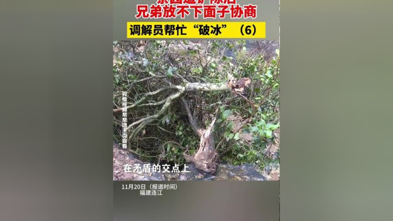 茶园遭铲除后,兄弟放不下面子协商,调解员帮忙破冰