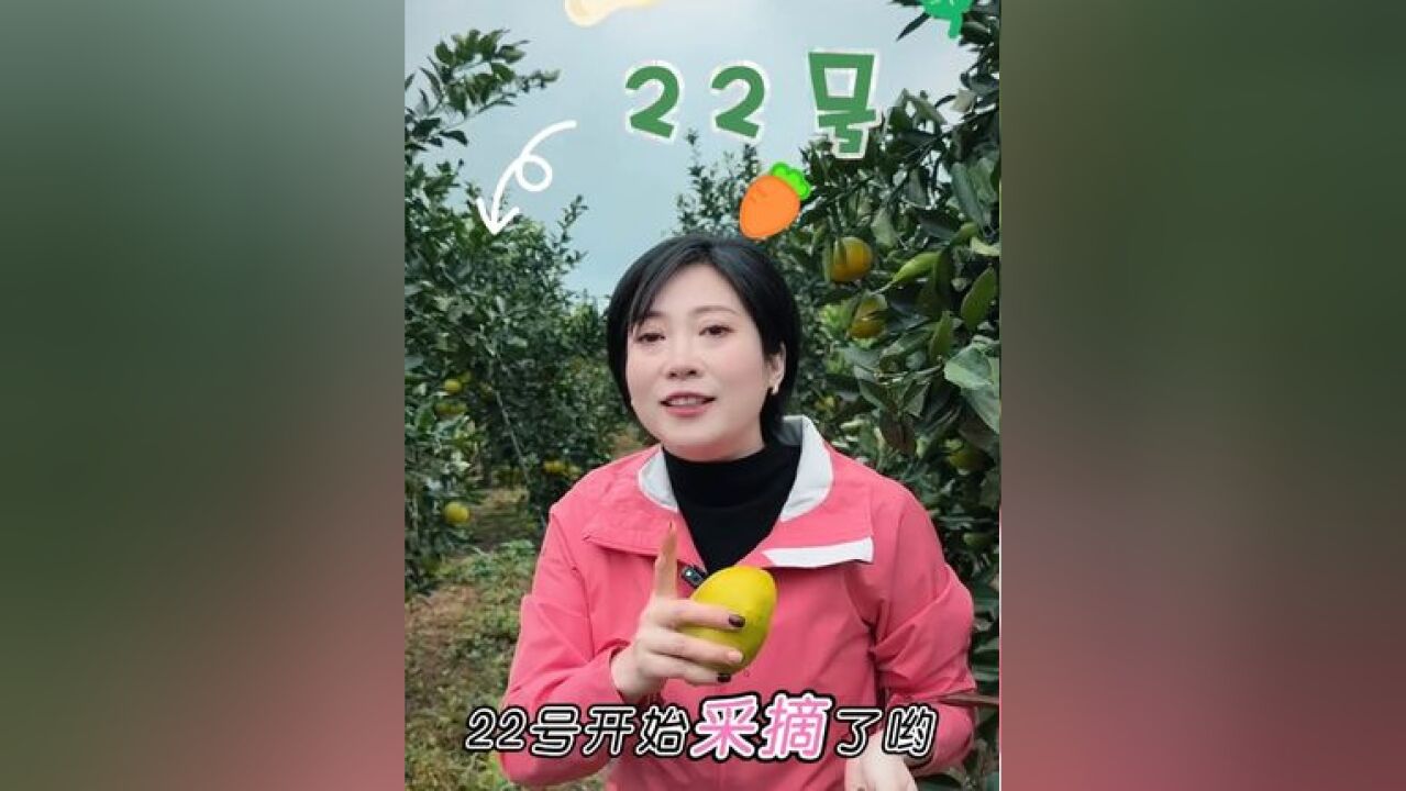 津地禾鲜嫩多汁的葡萄柚22号可以采摘了