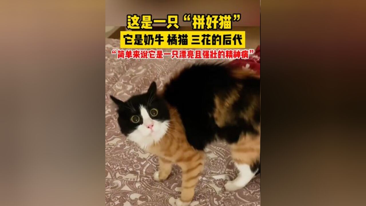 这是一只“拼好猫”,“简单来说是一只漂亮且强壮的精神病”