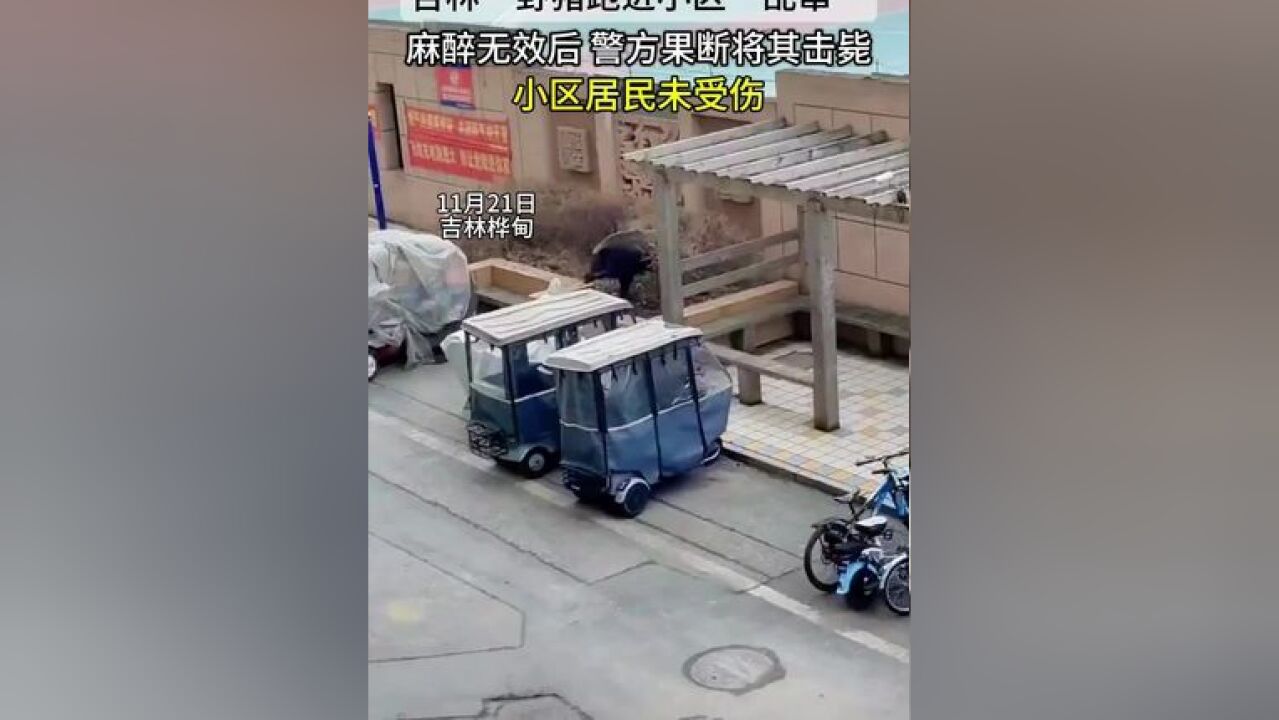 吉林一野猪跑进小区“乱窜”