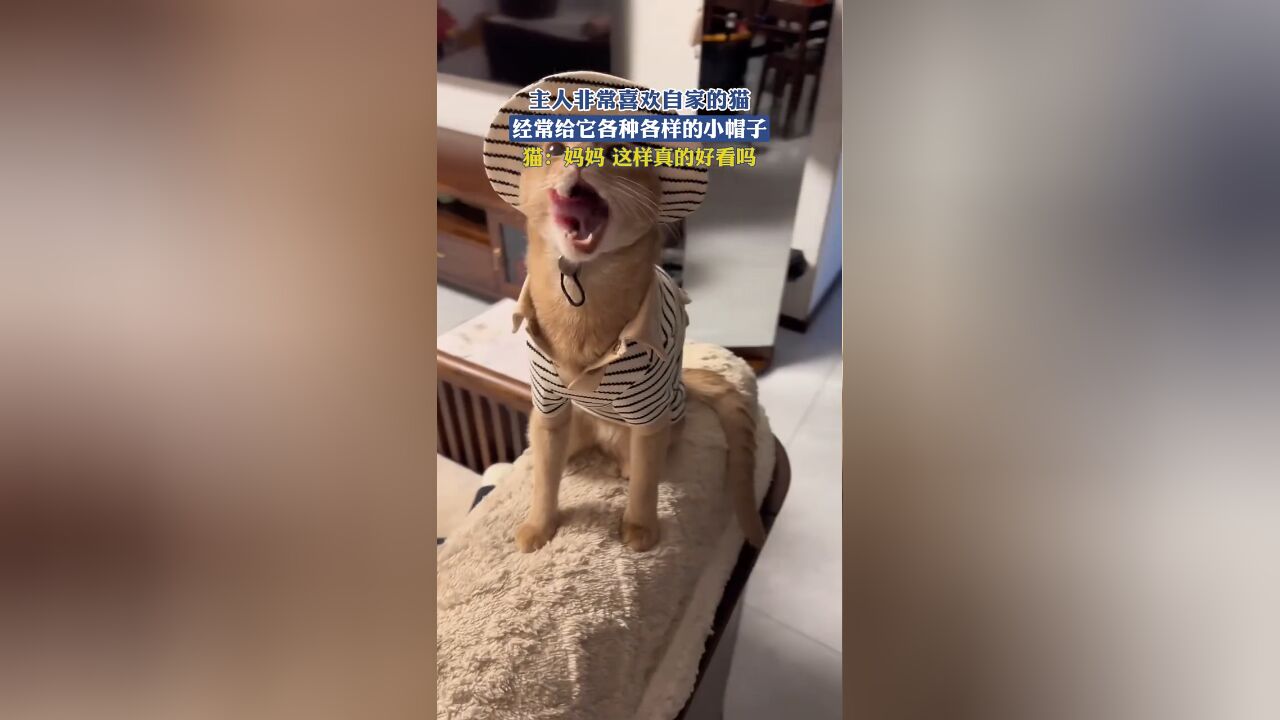 主人非常喜欢自家的猫,经常给它各种各样的小帽子,猫:妈妈 这样真的好看吗