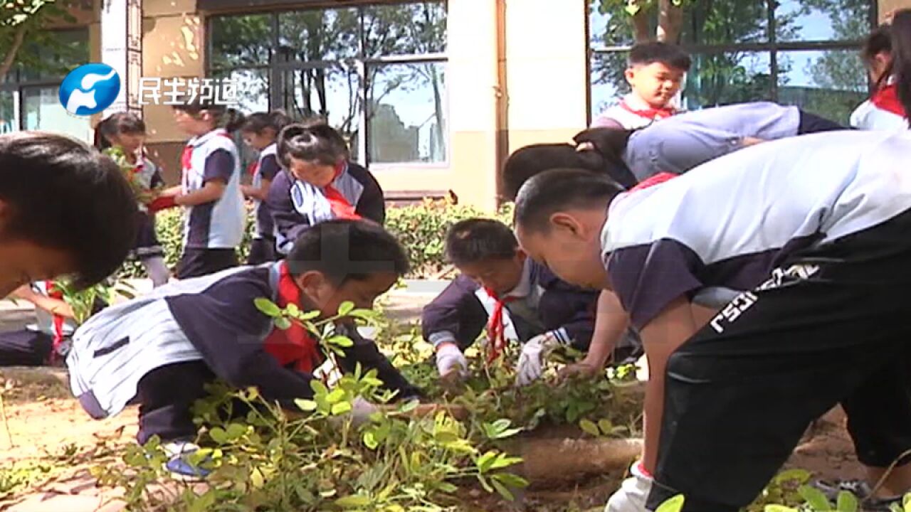 河南郑州:小学开设劳动特色教育课,教孩子们亲手体验农耕,深受学生喜爱!