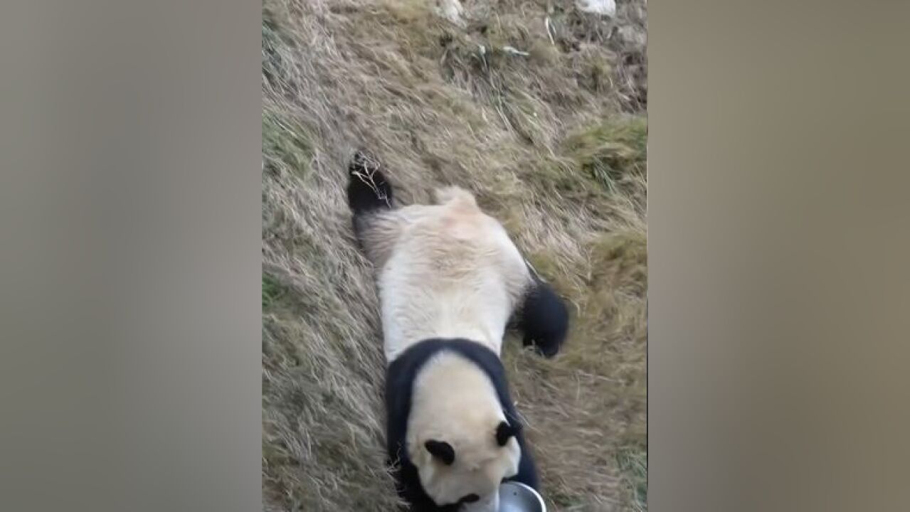 秦韵每天解锁各种划草姿势,纵享丝滑感大熊猫秦韵