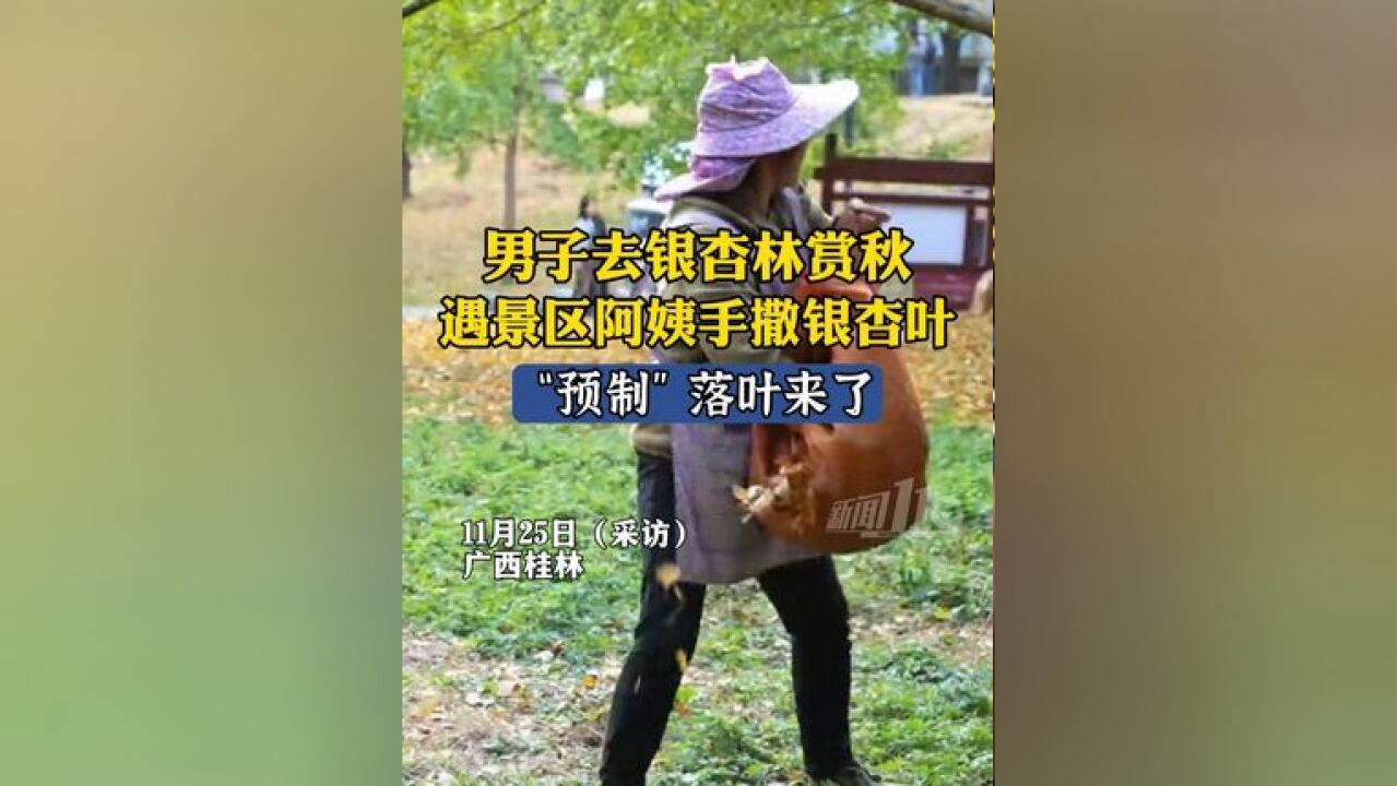 男子去银杏林赏秋,遇景区阿姨手撒银杏叶,阿姨:都不白来嗷!