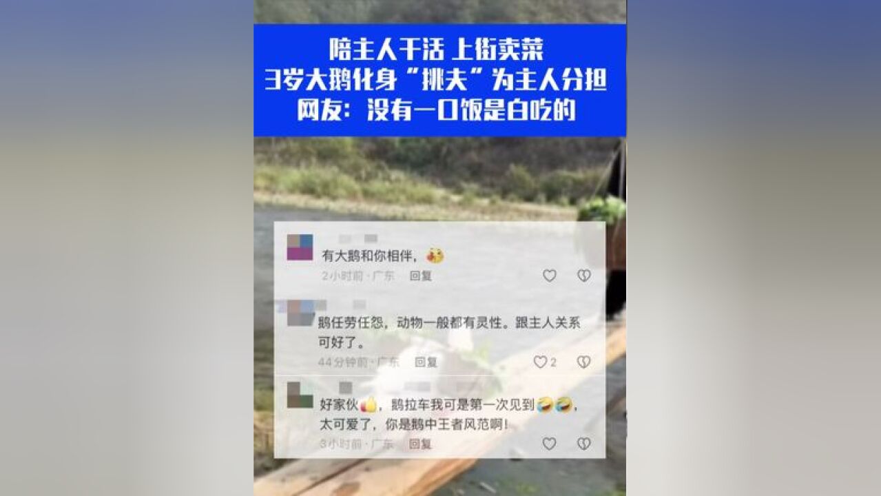 陪主人干活 上街卖菜,3岁大鹅化身“挑夫”为主人分担, 网友:没有一口饭是白吃的