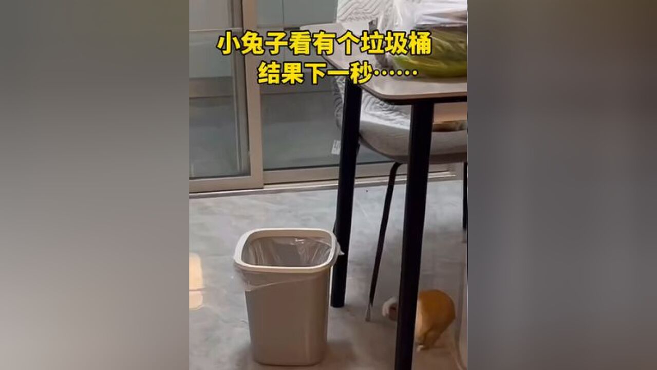 小兔子看见面前有个垃圾桶,结果下一秒……“怪不得古人会守株待兔”