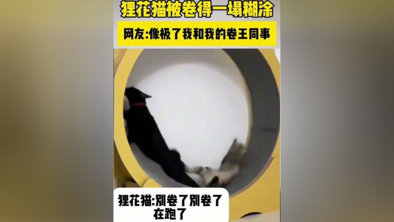 狸花猫正自己玩转盘,不料黑猫来彻底打乱了方向感