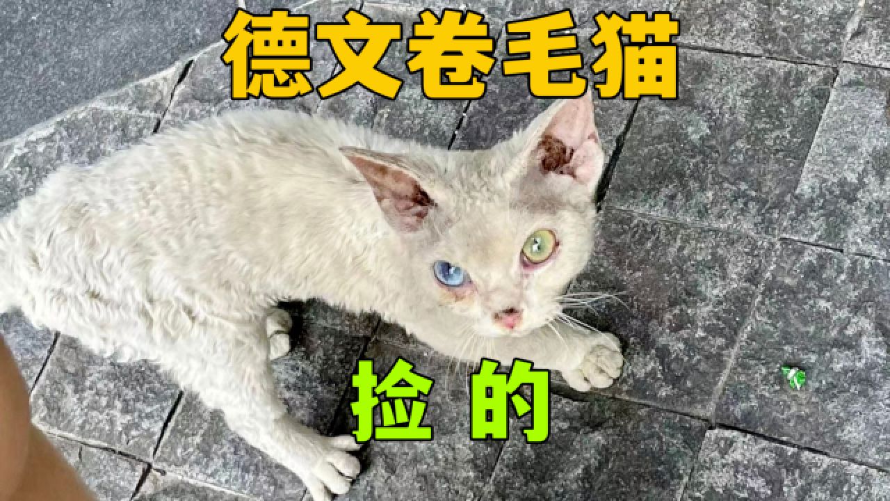 他捡了一只纯白色鸳鸯眼,德文卷毛猫!