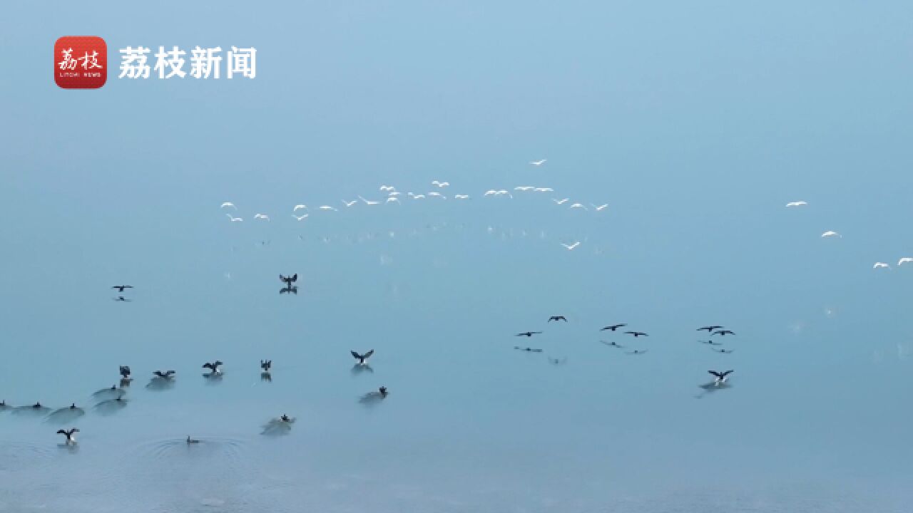 有朋自远方来!天目湖迎来越冬候鸟扎堆“休憩”