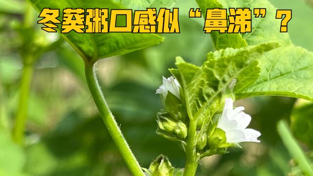 明清之前百菜之主冬寒菜为什么现在少见?冬葵粥口感似“鼻涕”?