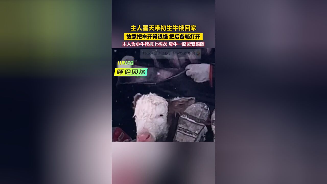 主人雪天带初生牛犊回家,故意把车开得很慢