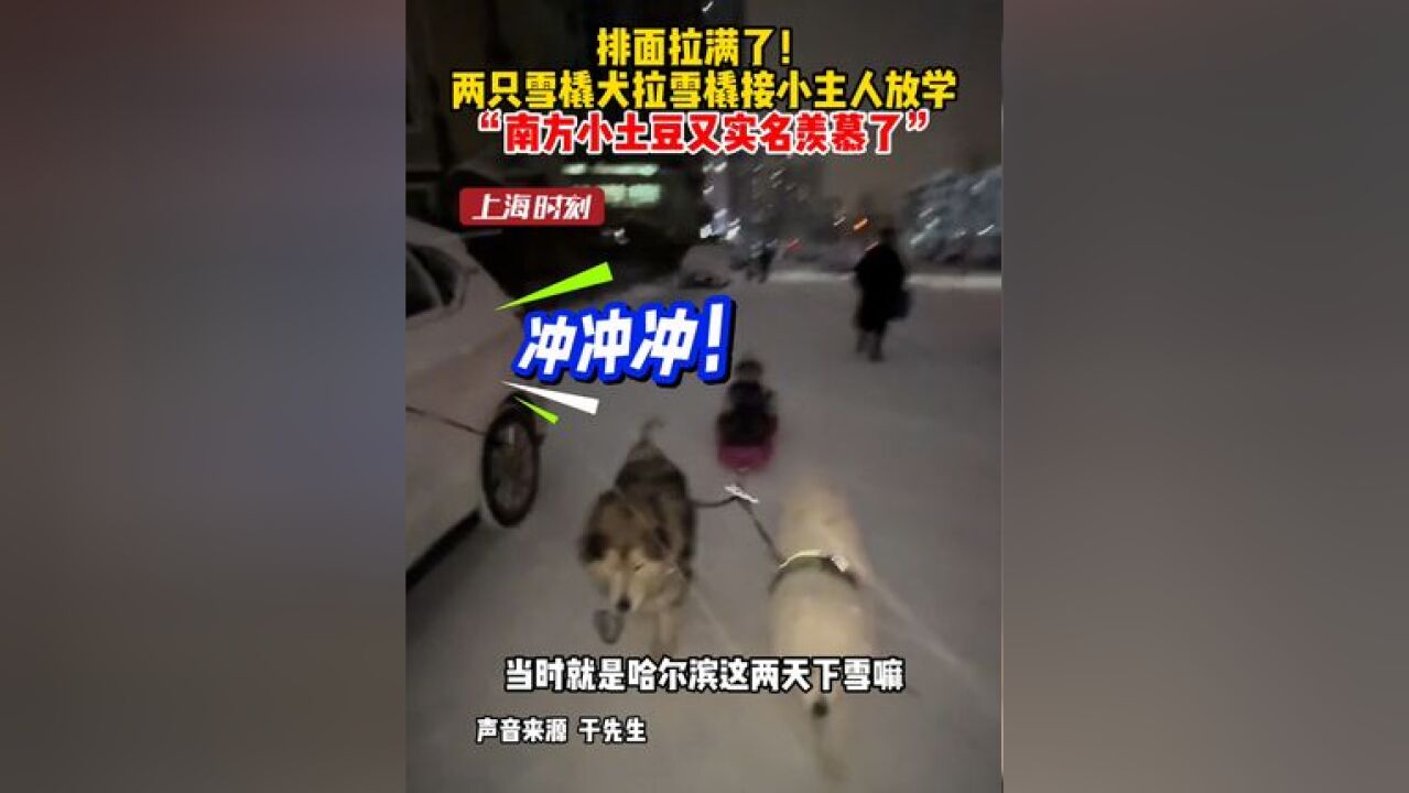 排面拉满了! 两只雪橇犬拉雪橇接小主人放学,“南方小土豆又实名羡慕了”