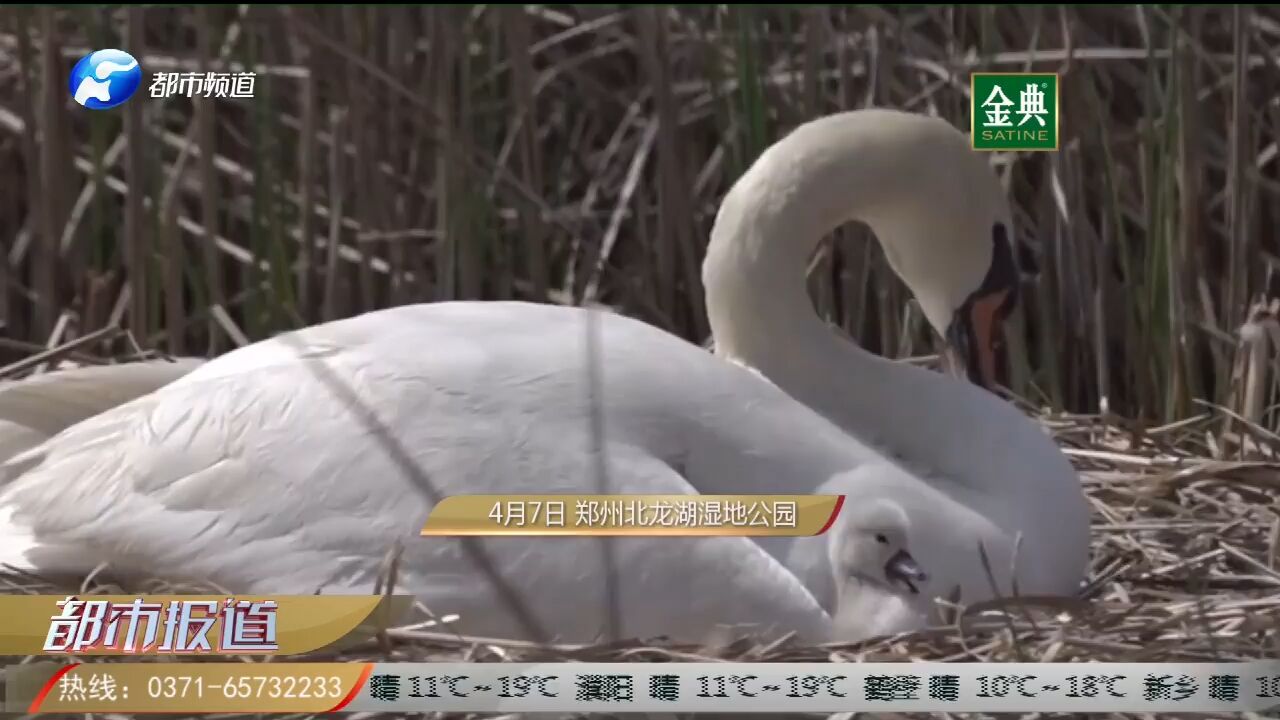 好可爱!郑州天鹅一家,今日又添新丁