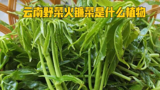 云南人眼中的野菜之王火镰菜到底是什么植物?短梗大参