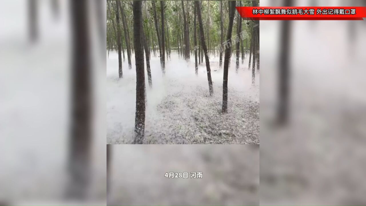 河南又到了毛毛漫天的季节!林中柳絮飘舞似鹅毛大雪,外出记得戴口罩