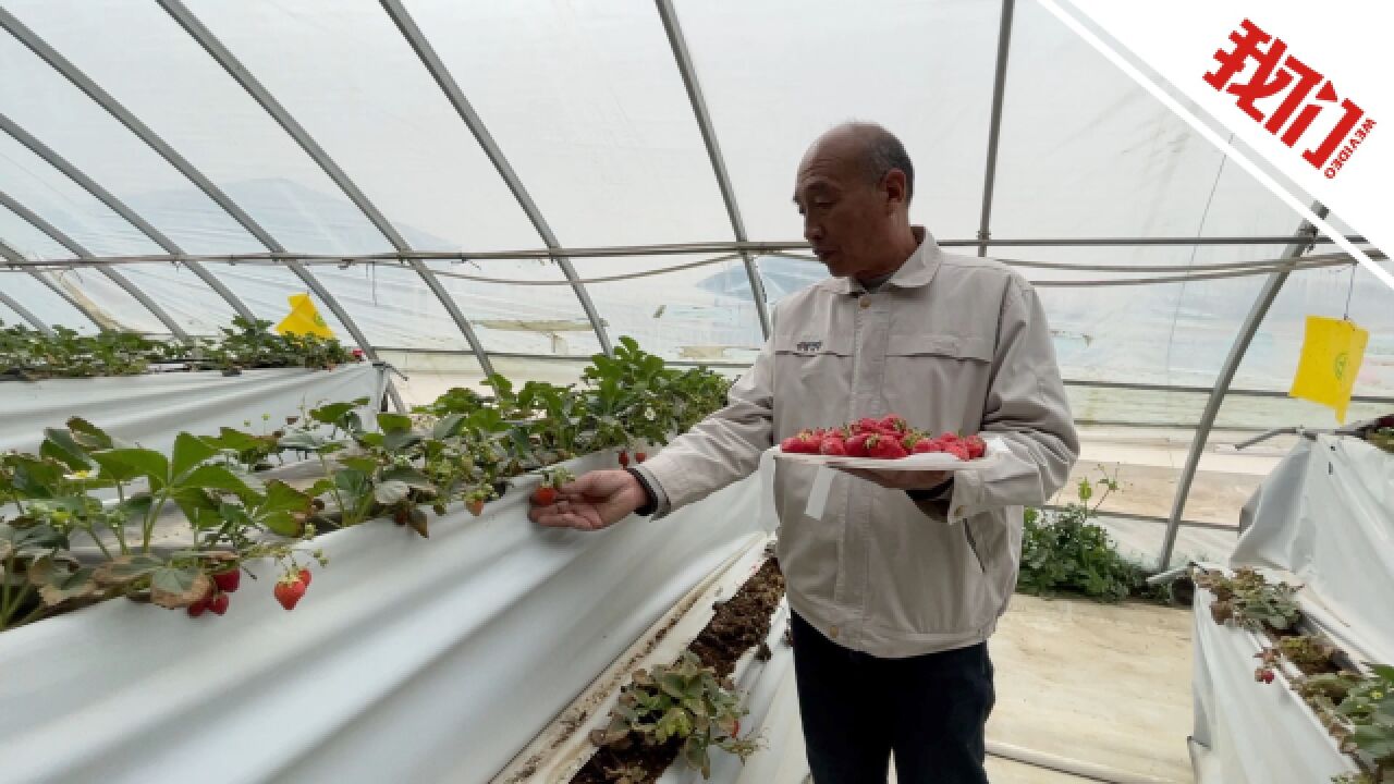 北京援疆探索引进草莓无土化种植技术 援疆干部:三年援疆没白来 干点实在事儿