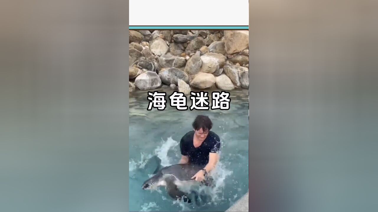 游泳池里多了一只大海龟;好心的小哥帮助海龟回归大海