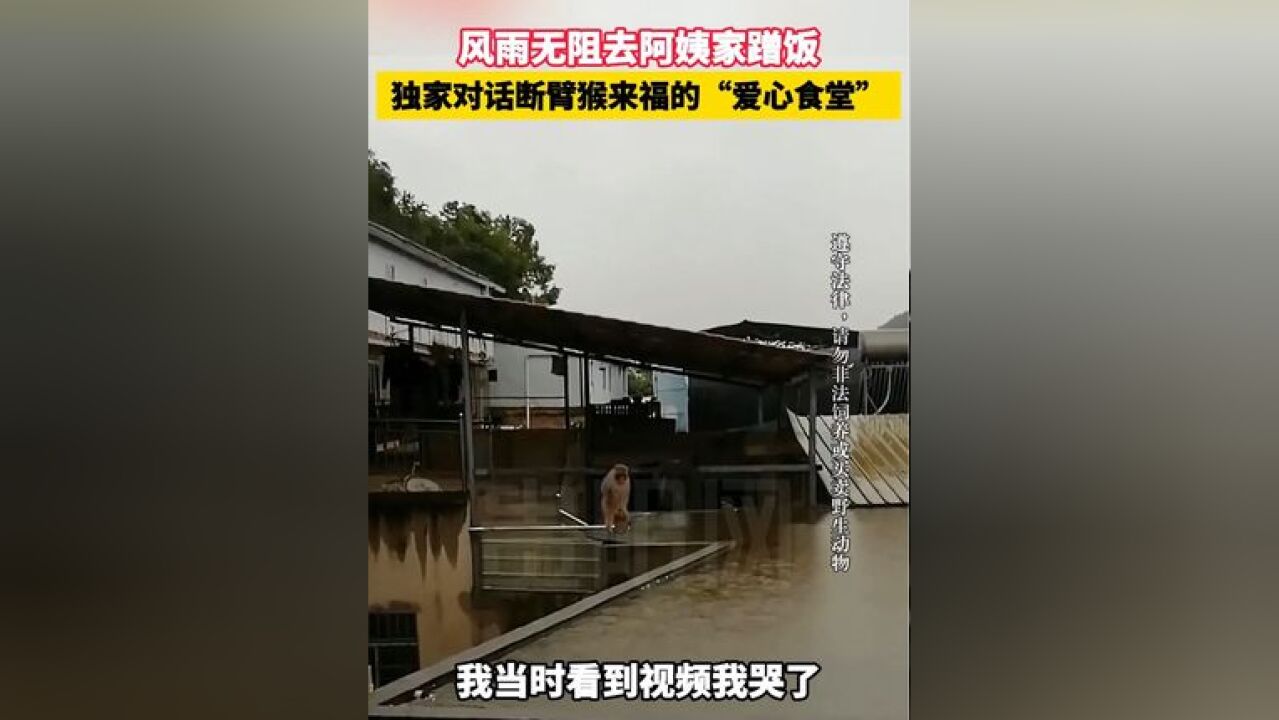 风雨无阻去阿姨家蹭饭 独家对话断臂猴来福的“爱心食堂”