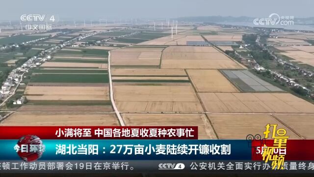 中国各地夏收夏种农事忙,湖北当阳27万亩小麦陆续开镰收割