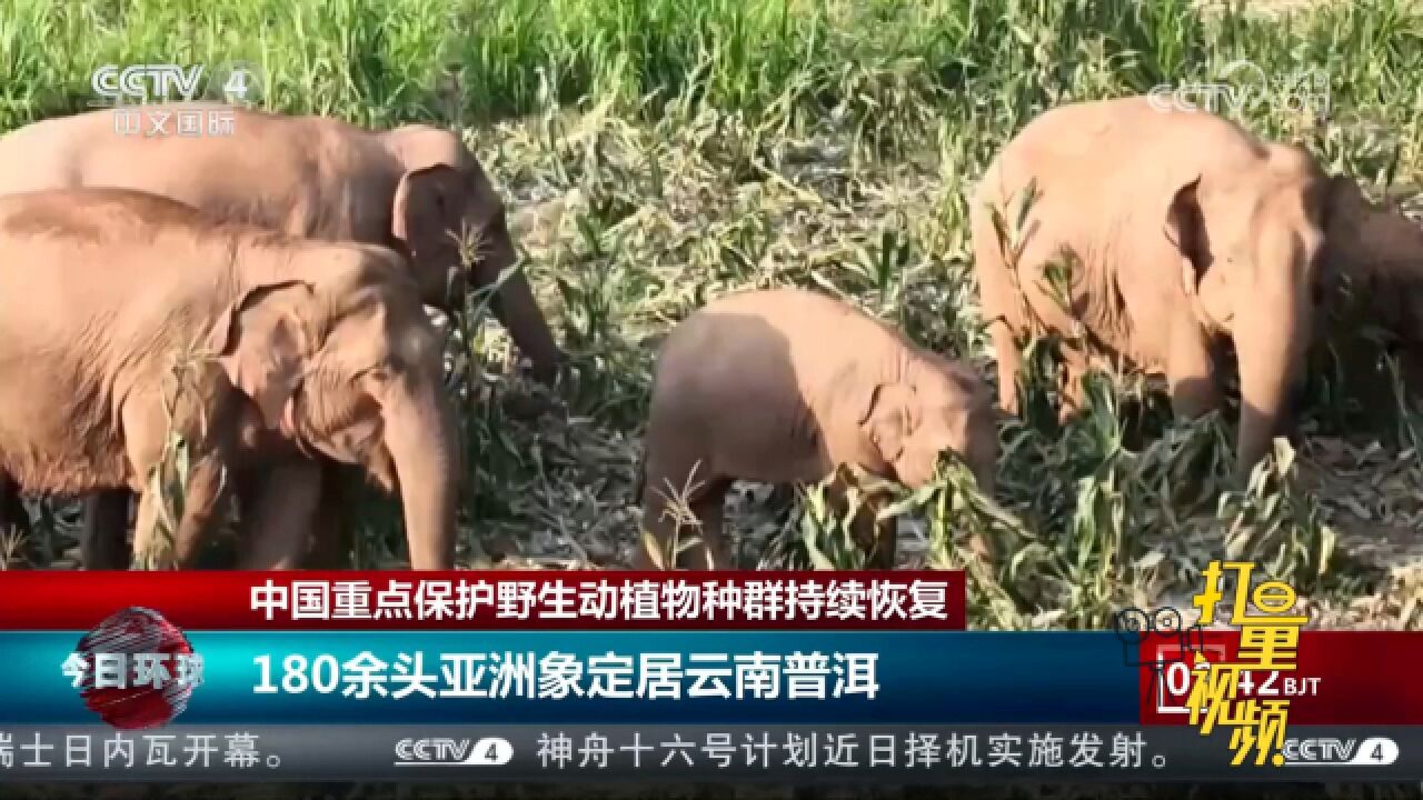 中国重点保护野生动植物种群持续恢复