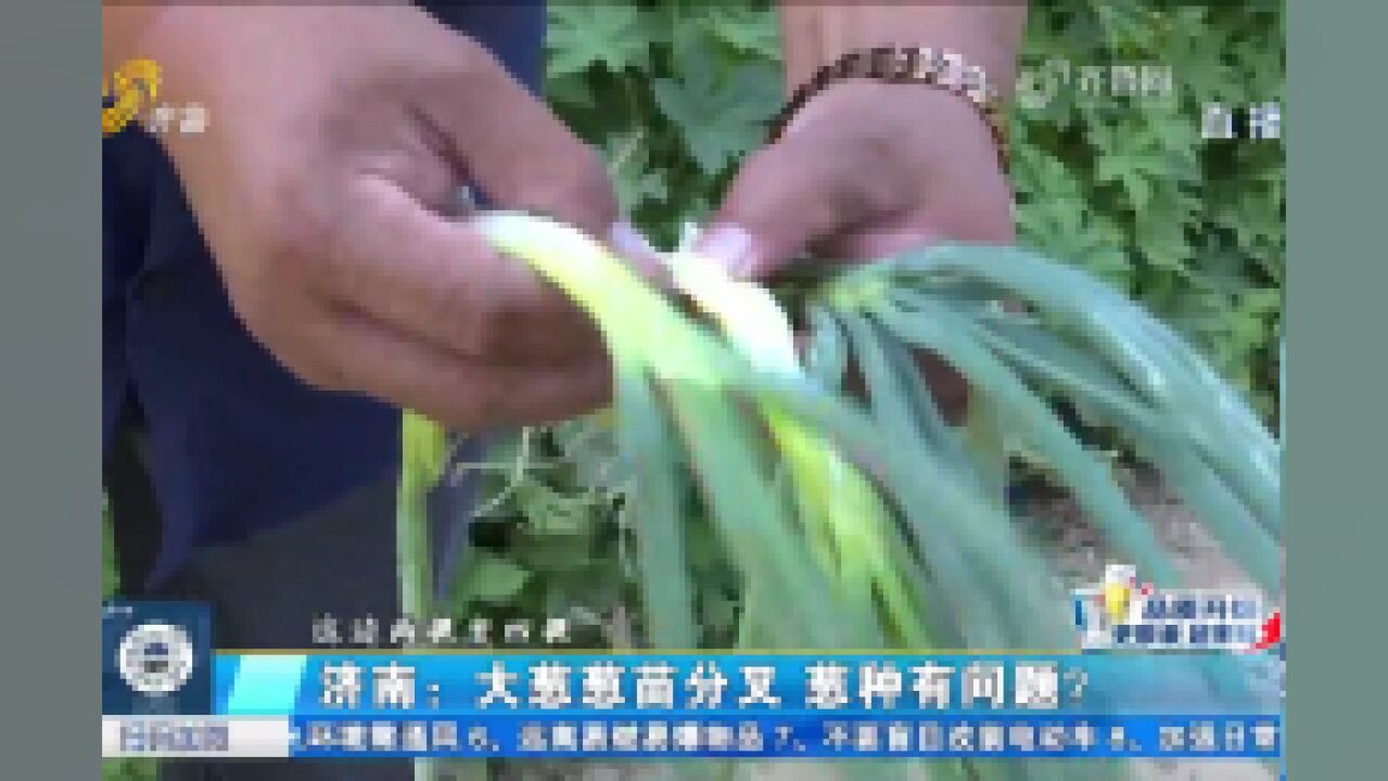 60多亩大葱葱苗分叉,销售受影响损失巨大,葱农怀疑种子有问题