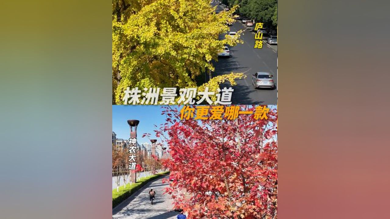 神农大道枫叶红VS庐山路银杏黄,这两条株洲城市景观大道你更爱哪一款?