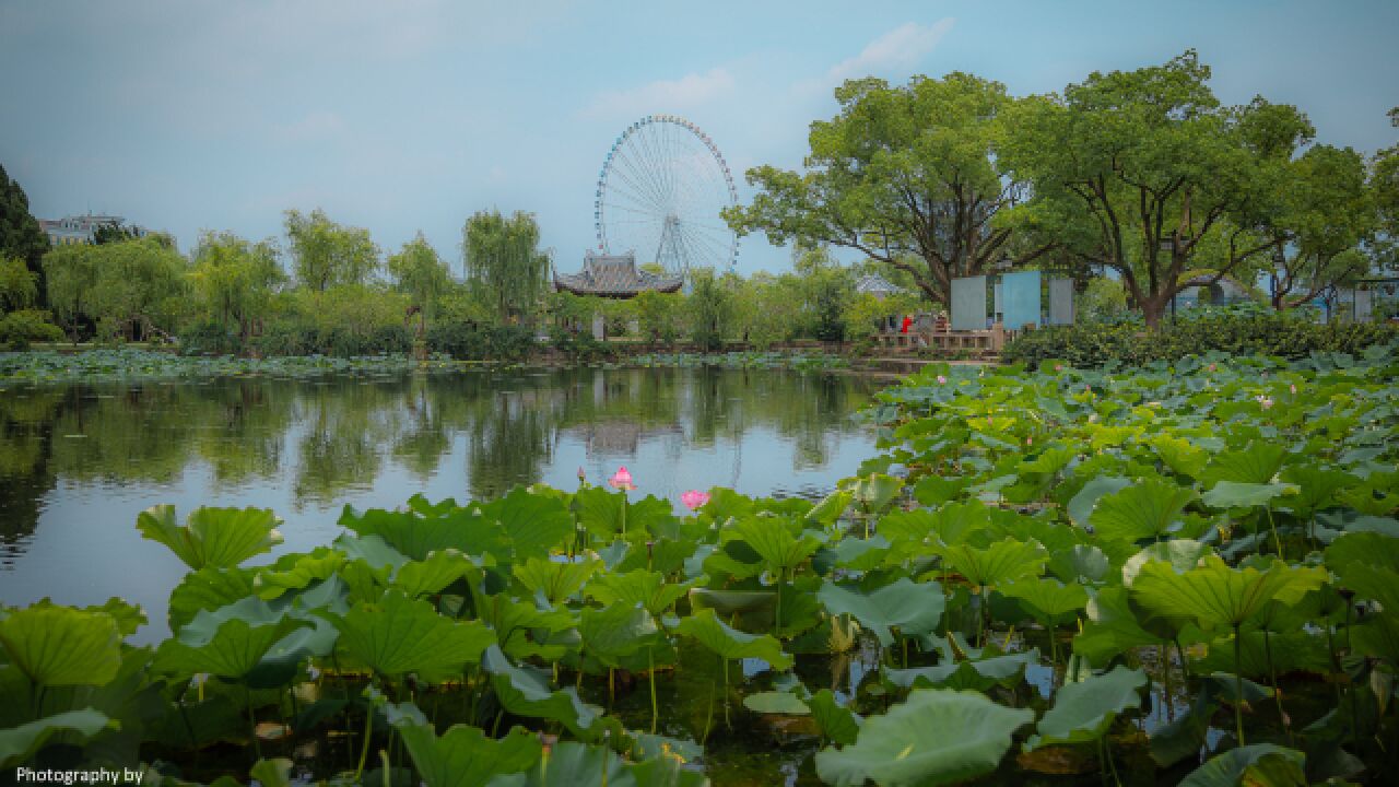 夏日相约无锡蠡园,只为赏荷而来