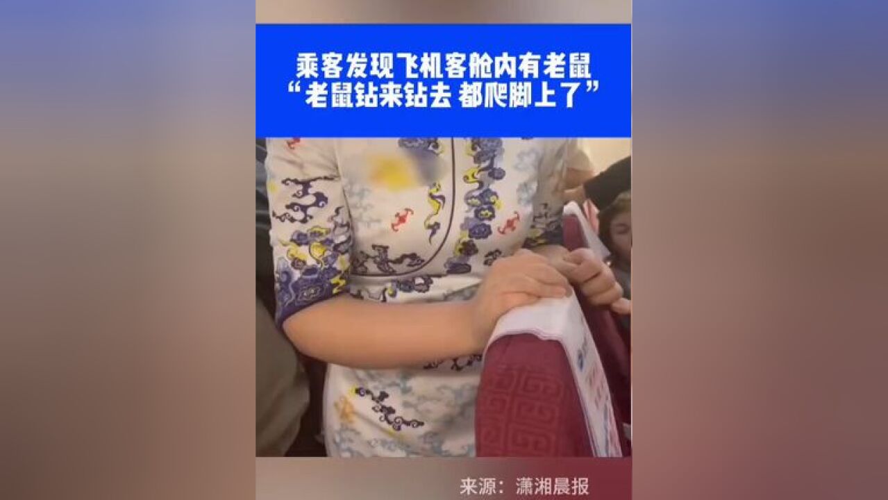 乘客发现飞机客舱内有老鼠,“老鼠钻来钻去 都爬脚上了”