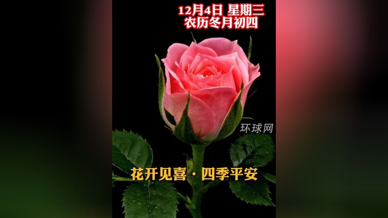 花开见喜,四季平安.今天是农历冬月初四,新的一天,祝您和家人幸福安康,好运连连