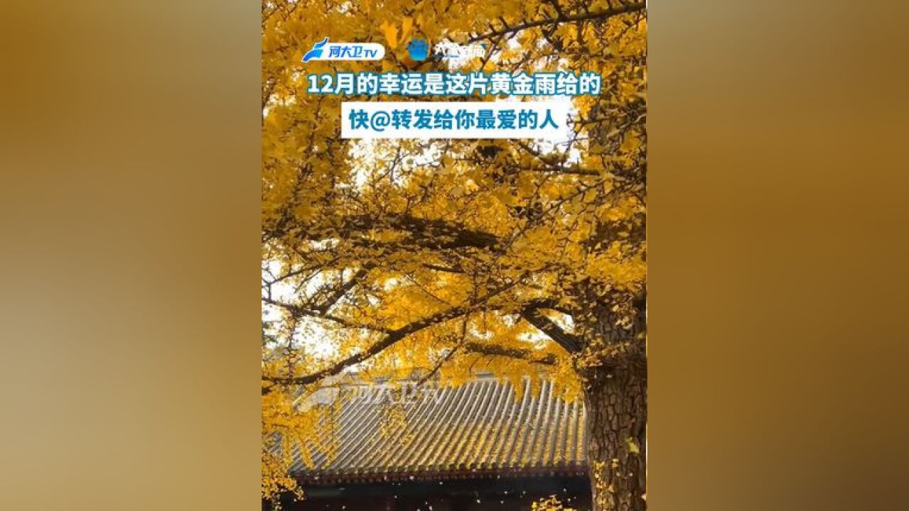 12月的幸运是这片黄金雨给的 12月的幸运是这片黄金雨给的,快