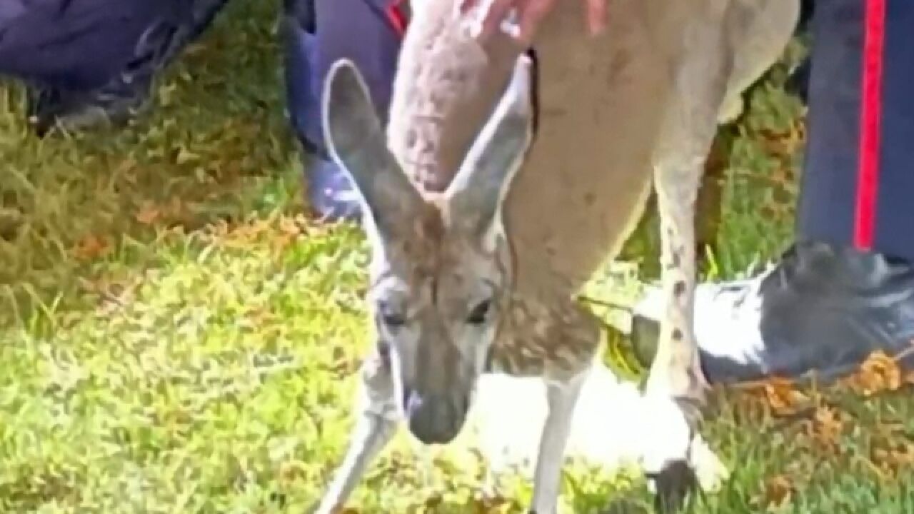 加拿大袋鼠被送动物园途中逃脱:一拳打中警察脸 沿路狂奔画面曝光