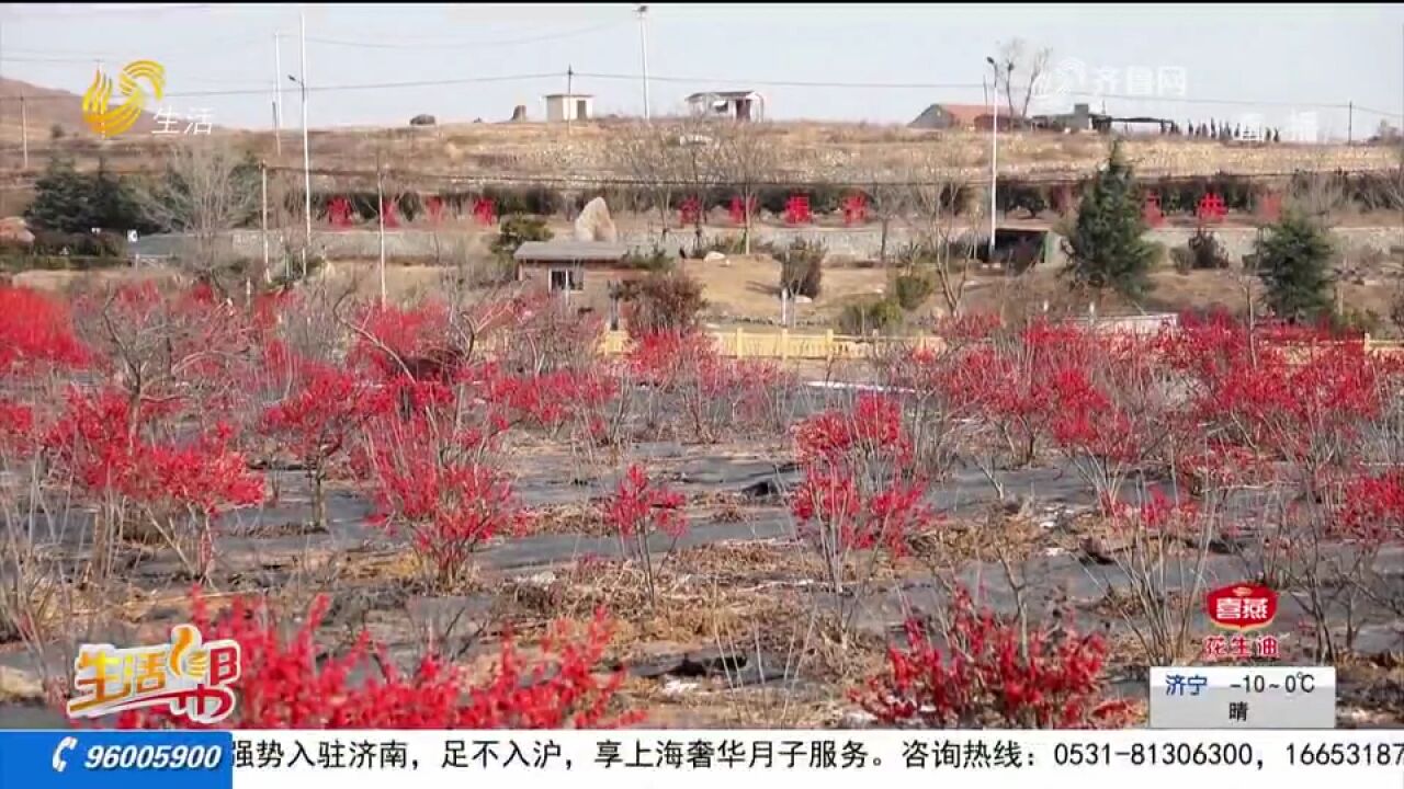 寒冬挂红果!一串串北美冬青红艳似火、挂满枝头,迎来销售旺季