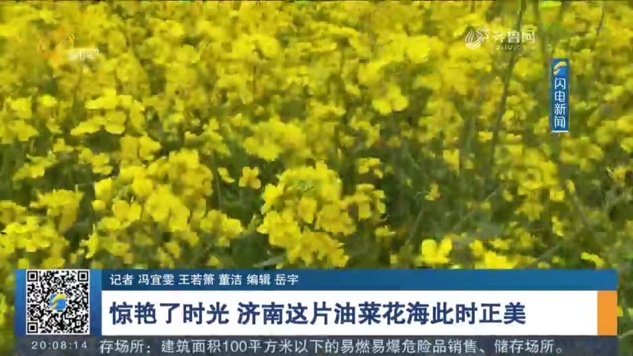 惊艳了时光!济南槐荫区80亩油菜花海金黄灿烂,宛如一幅巨大油画