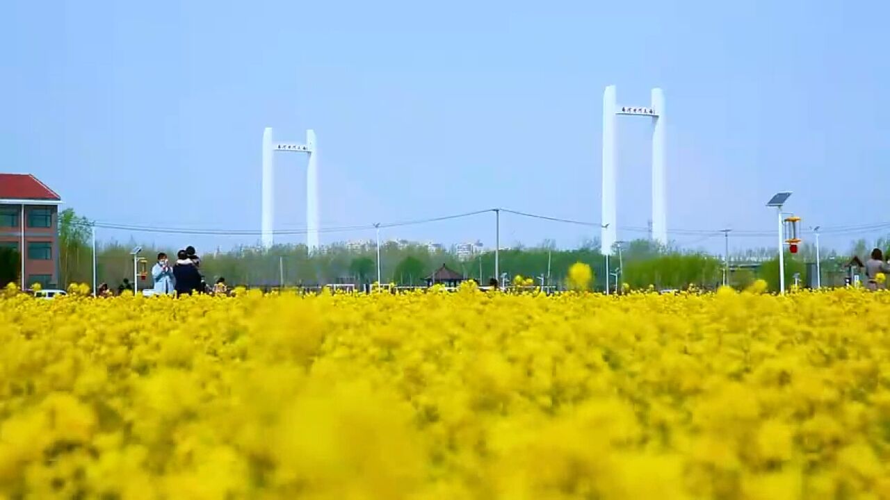 济南市槐荫区:油菜花盛开 来邂逅一场春日的浪漫