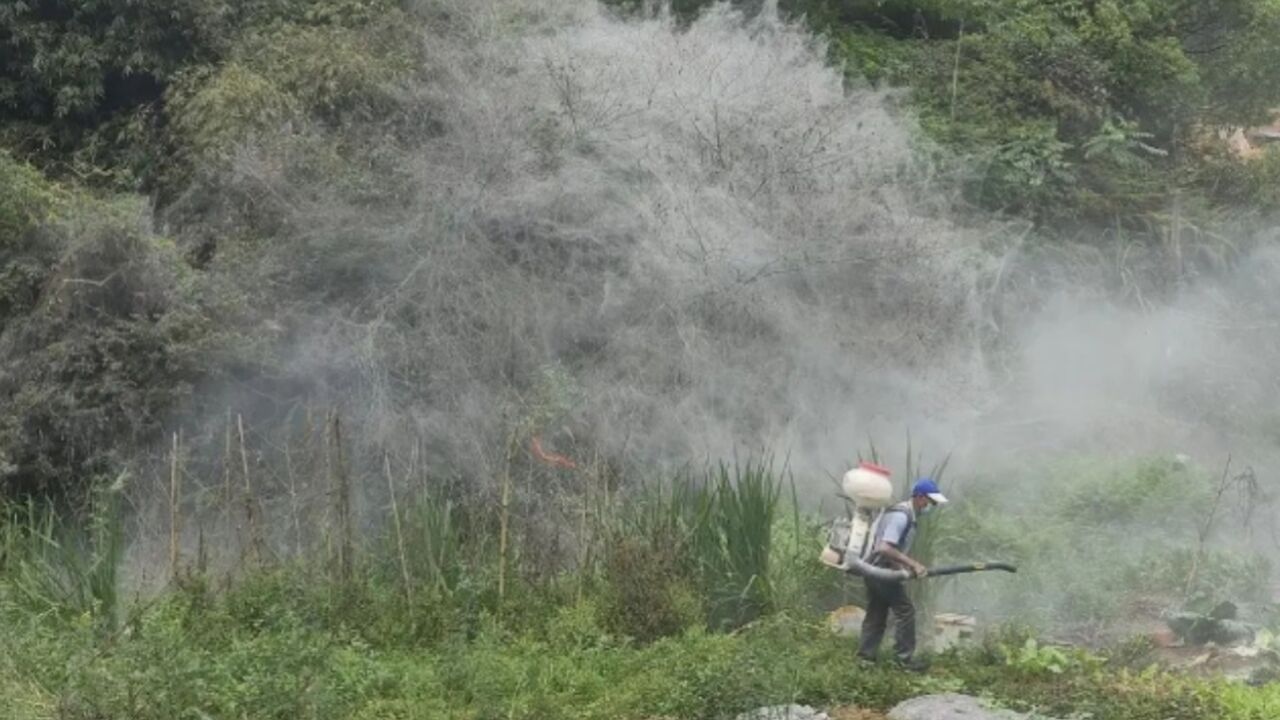 泉州巨型“蜘蛛网”达50多平方米!林业局:是尺蠖,已喷洒药物防治