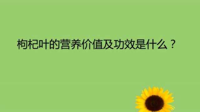 枸杞叶的营养价值及功效是什么?