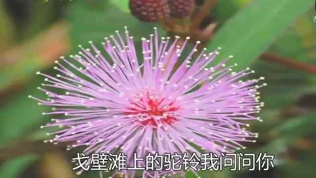 《血色浪漫》片尾曲新阿瓦尔古丽,演唱刀郎