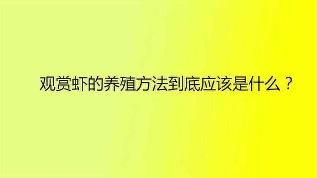 观赏虾的养殖方法到底应该是什么?