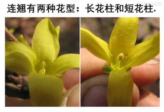 连翘花的介绍