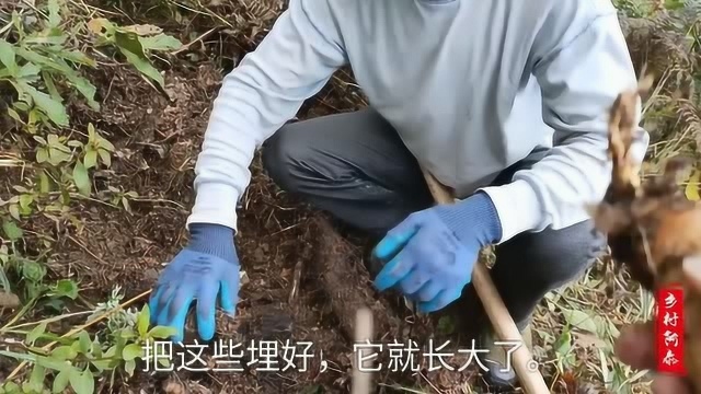 农村大哥试种天麻成功,这是能带动农民的一个好产业,大家觉得呢