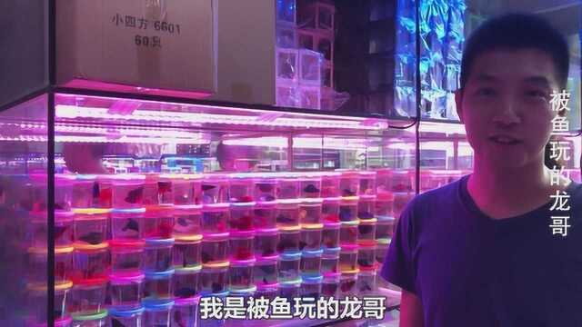 广州观赏鱼市场,新手最喜欢养的泰国斗鱼,15块钱随便挑?