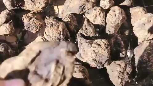 朋友从内蒙古带的特产，看着跟个土疙瘩一样，这玩意能吃吗？ - 腾讯视频